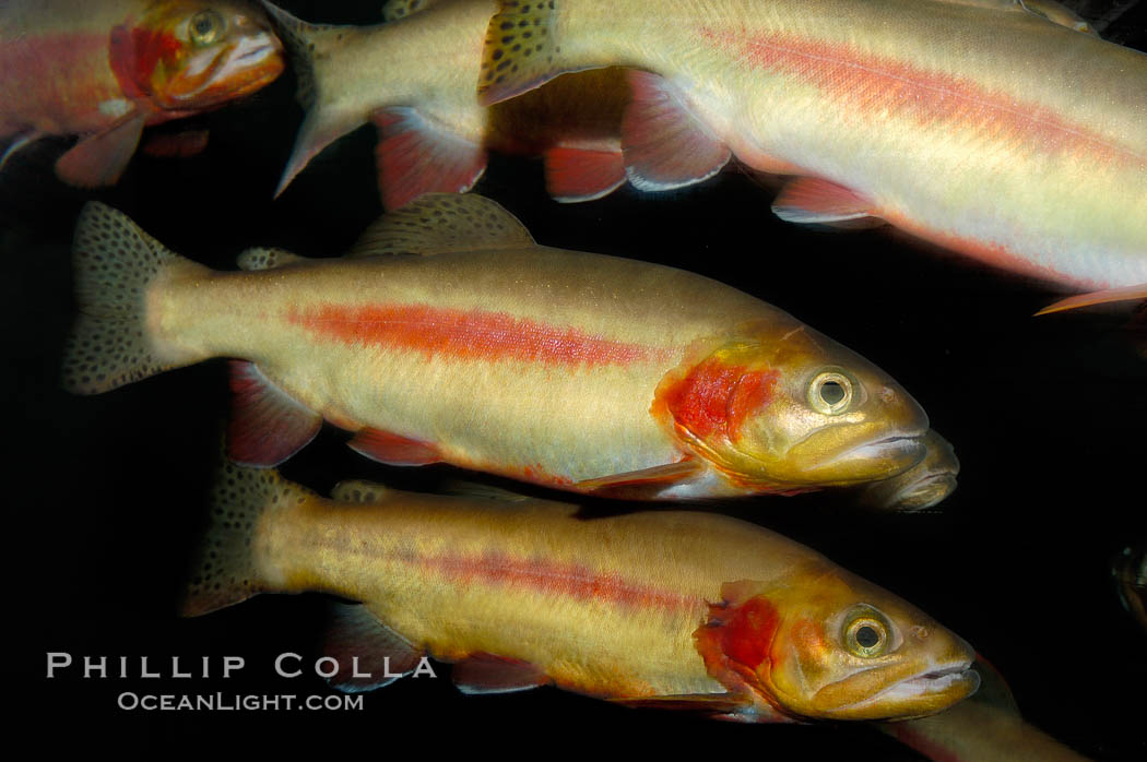 Golden trout., Oncorhynchus aguabonita, natural history stock photograph, photo id 09420