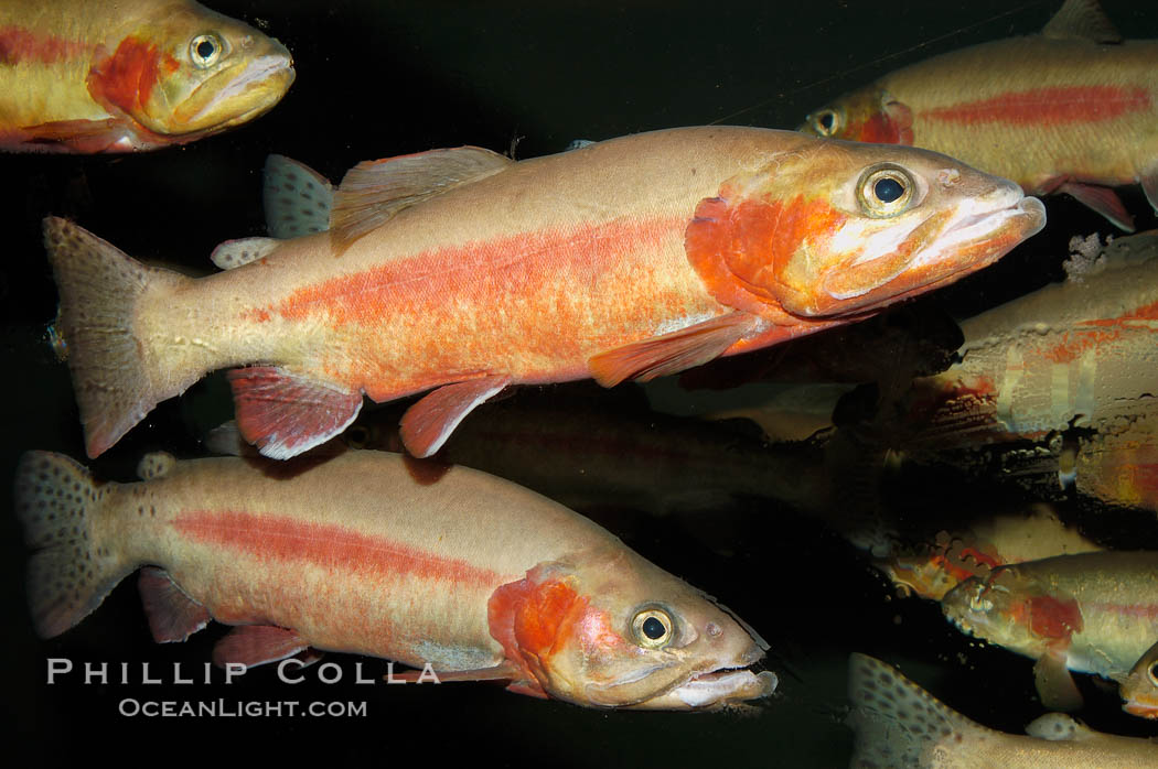 Golden trout., Oncorhynchus aguabonita, natural history stock photograph, photo id 09267
