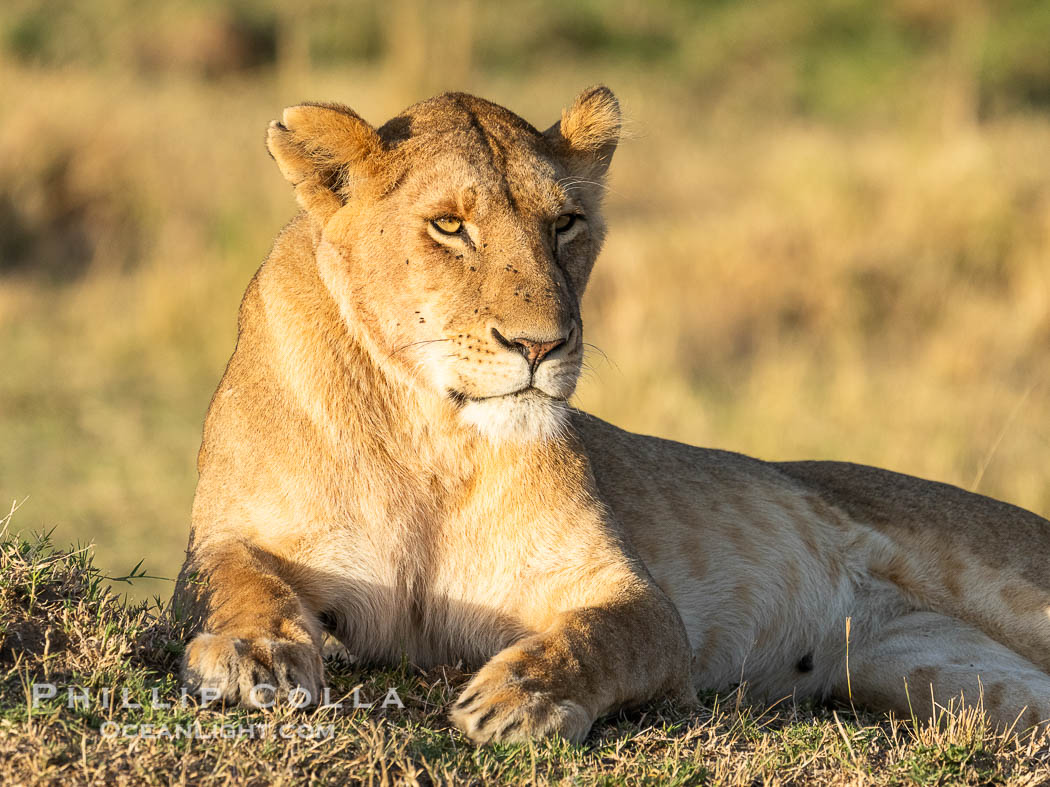 Good looking lioness, Masai Mara, Kenya. Maasai Mara National Reserve, Panthera leo, natural history stock photograph, photo id 39646