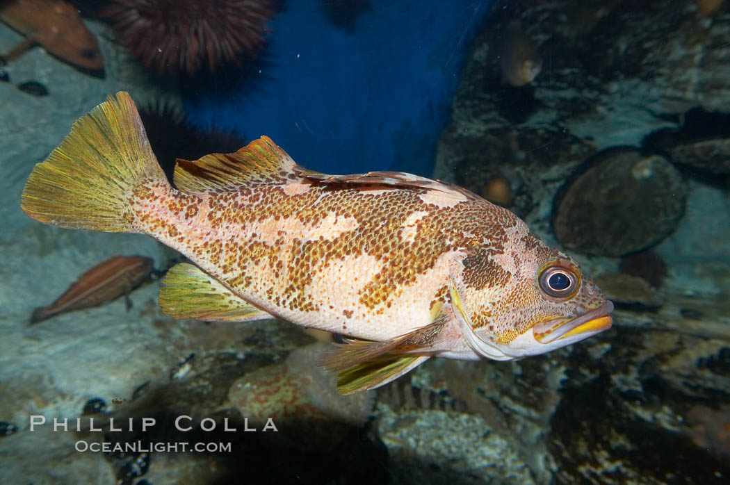 Gopher rockfish., Sebastes carnatus, natural history stock photograph, photo id 11794
