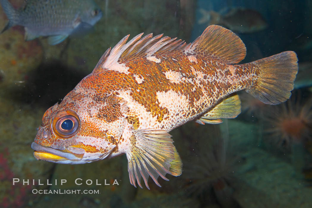 Gopher rockfish., Sebastes carnatus, natural history stock photograph, photo id 14074