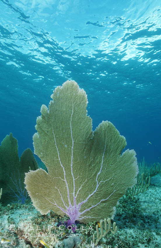 Purple sea fan. Bahamas, Gorgonia ventalina, natural history stock photograph, photo id 05365