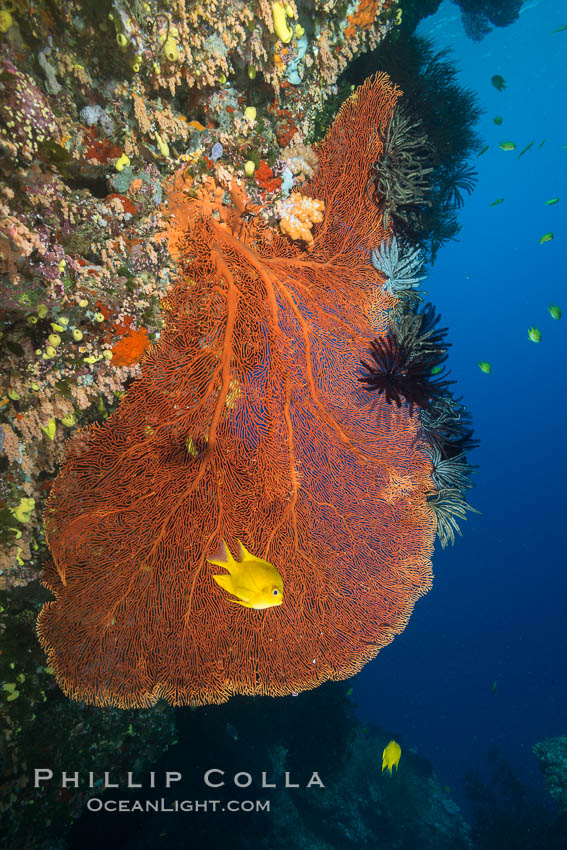 Gorgonian Sea Fan on Coral Reef, Fiji. Vatu I Ra Passage, Bligh Waters, Viti Levu  Island, Crinoidea, Gorgonacea, natural history stock photograph, photo id 31373