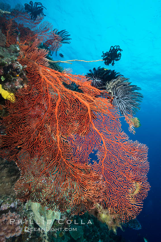 Plexauridae gorgonian Sea Fan on Pristine Coral Reef, Fiji. Vatu I Ra Passage, Bligh Waters, Viti Levu  Island, Crinoidea, Gorgonacea, Plexauridae, natural history stock photograph, photo id 31510