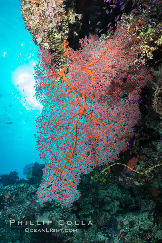 Gorgonian Sea Fan on Pristine Coral Reef, Fiji. Wakaya Island, Lomaiviti Archipelago, Gorgonacea, Plexauridae, natural history stock photograph, photo id 31738