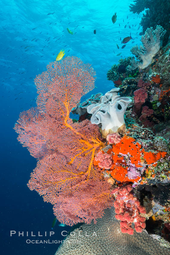 Gorgonian Sea Fan on Pristine Coral Reef, Fiji. Vatu I Ra Passage, Bligh Waters, Viti Levu  Island, Gorgonacea, Plexauridae, natural history stock photograph, photo id 31656