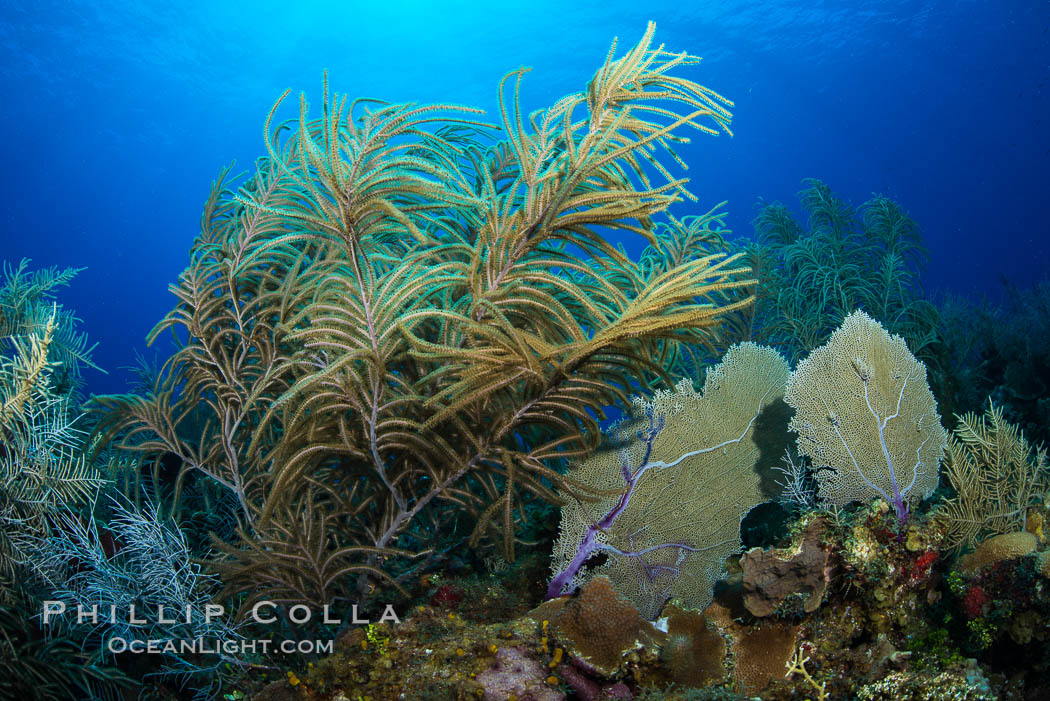 Gorgonian soft corals, Grand Cayman Island. Cayman Islands, natural history stock photograph, photo id 32038