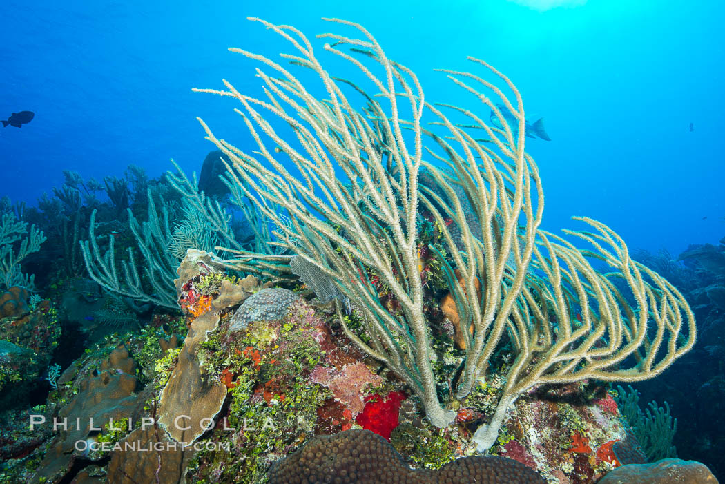 Gorgonian soft corals, Grand Cayman Island. Cayman Islands, natural history stock photograph, photo id 32056