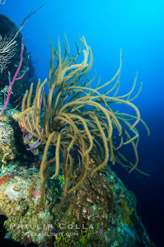 Gorgonian soft corals, Grand Cayman Island. Cayman Islands, natural history stock photograph, photo id 32112