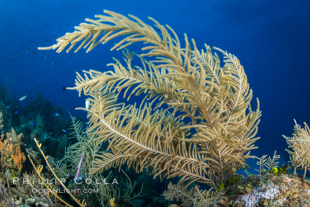 Gorgonian soft corals, Grand Cayman Island. Cayman Islands, natural history stock photograph, photo id 32128
