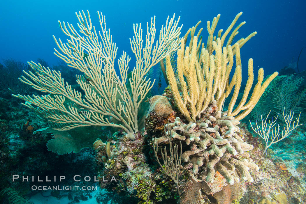 Gorgonian soft corals, Grand Cayman Island. Cayman Islands, natural history stock photograph, photo id 32192