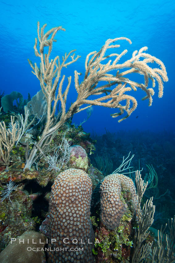 Gorgonian soft corals, Grand Cayman Island. Cayman Islands, natural history stock photograph, photo id 32244