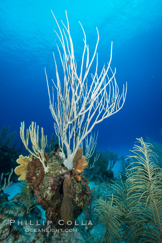 Gorgonian soft corals, Grand Cayman Island. Cayman Islands, natural history stock photograph, photo id 32248