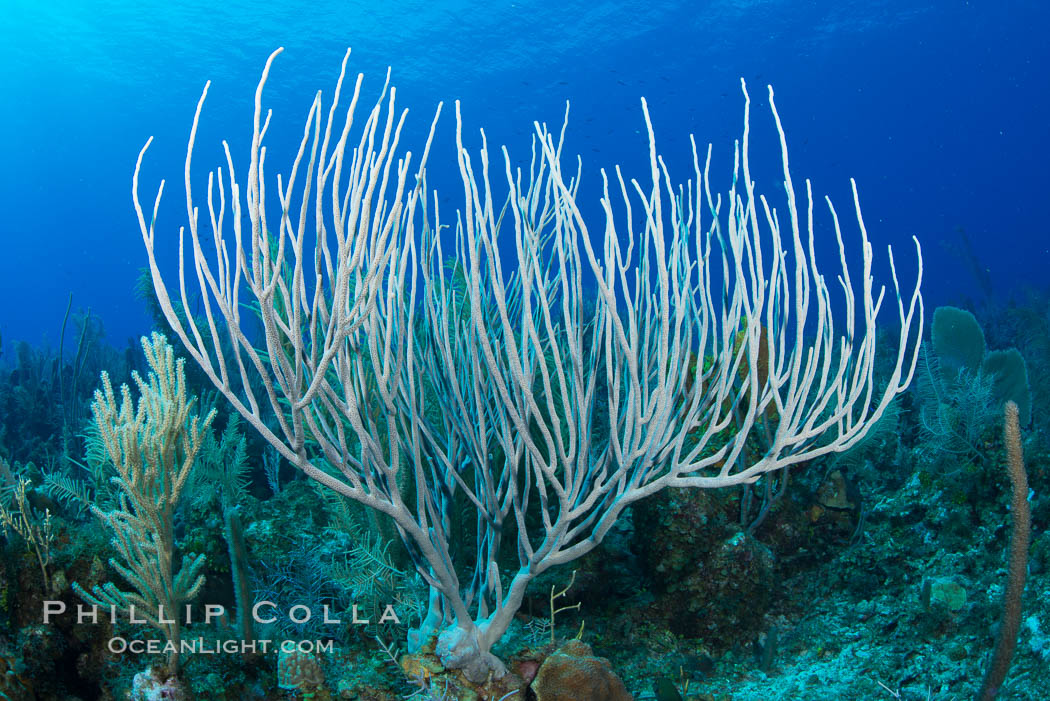 Gorgonian soft corals, Grand Cayman Island. Cayman Islands, natural history stock photograph, photo id 32039