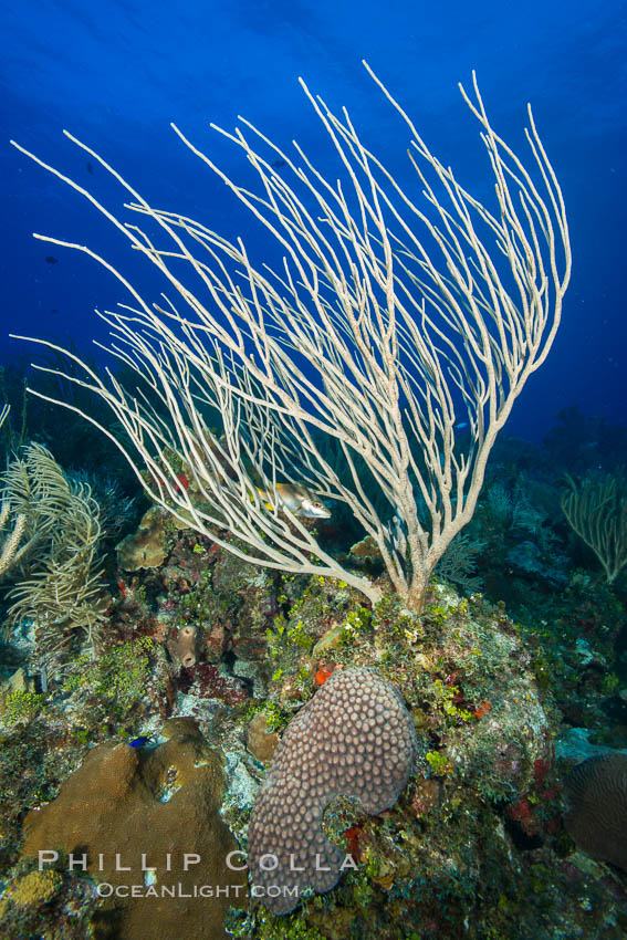Gorgonian soft corals, Grand Cayman Island. Cayman Islands, natural history stock photograph, photo id 32181