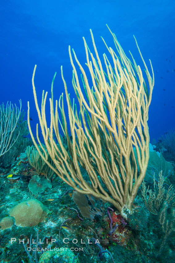 Gorgonian soft corals, Grand Cayman Island. Cayman Islands, natural history stock photograph, photo id 32185