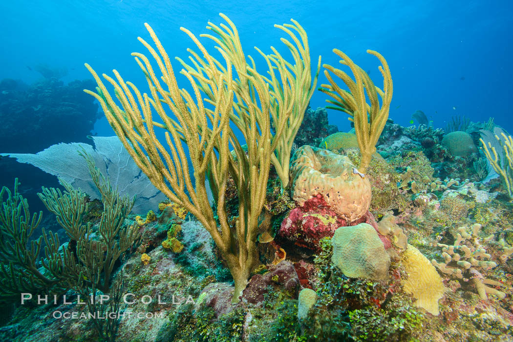 Gorgonian soft corals, Grand Cayman Island. Cayman Islands, natural history stock photograph, photo id 32193