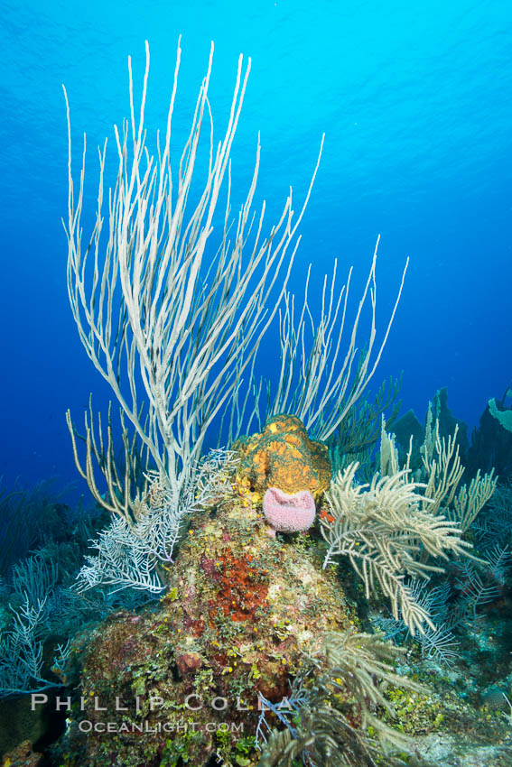 Gorgonian soft corals, Grand Cayman Island. Cayman Islands, natural history stock photograph, photo id 32245