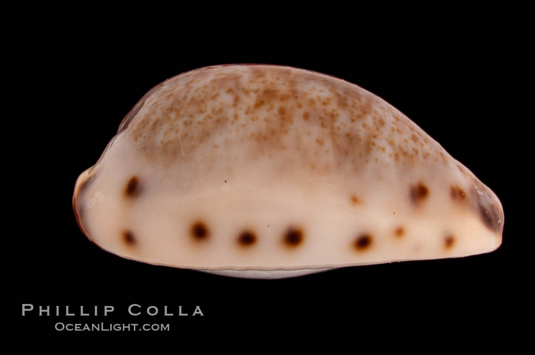 Graceful Cowrie., Cypraea gracilis japonica, natural history stock photograph, photo id 08277