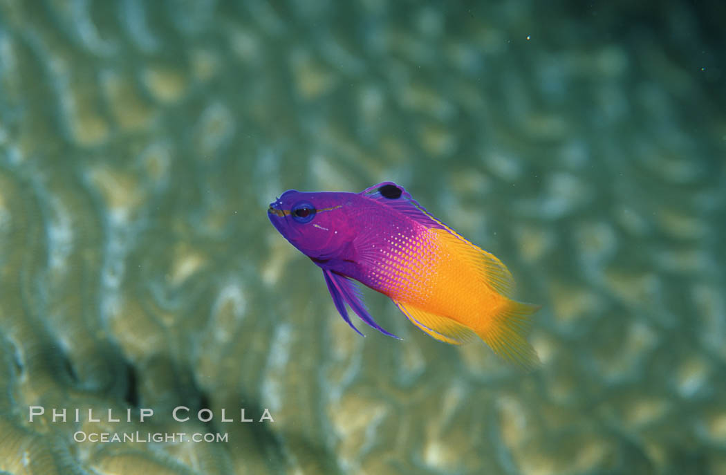 Fairy basslet. Roatan, Honduras, Gramma loreto, natural history stock photograph, photo id 05223