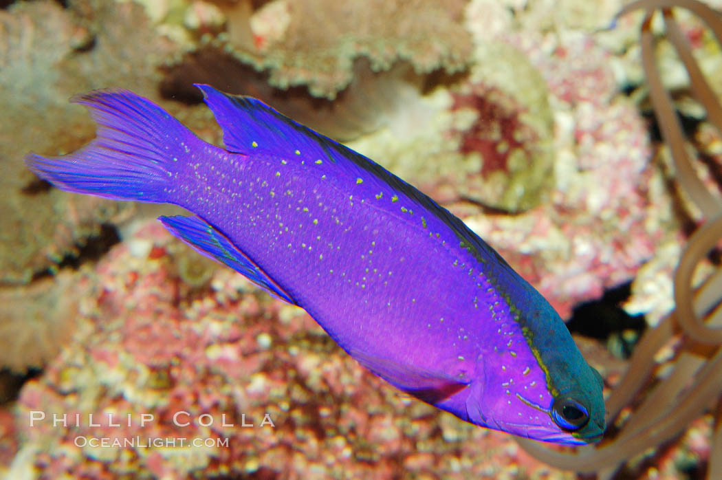 Blackcap gramma basslet., Gramma melacara, natural history stock photograph, photo id 08692