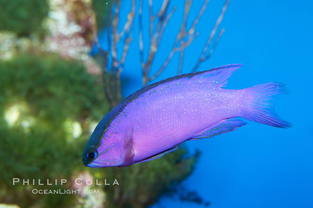 Blackcap gramma basslet., Gramma melacara, natural history stock photograph, photo id 11772