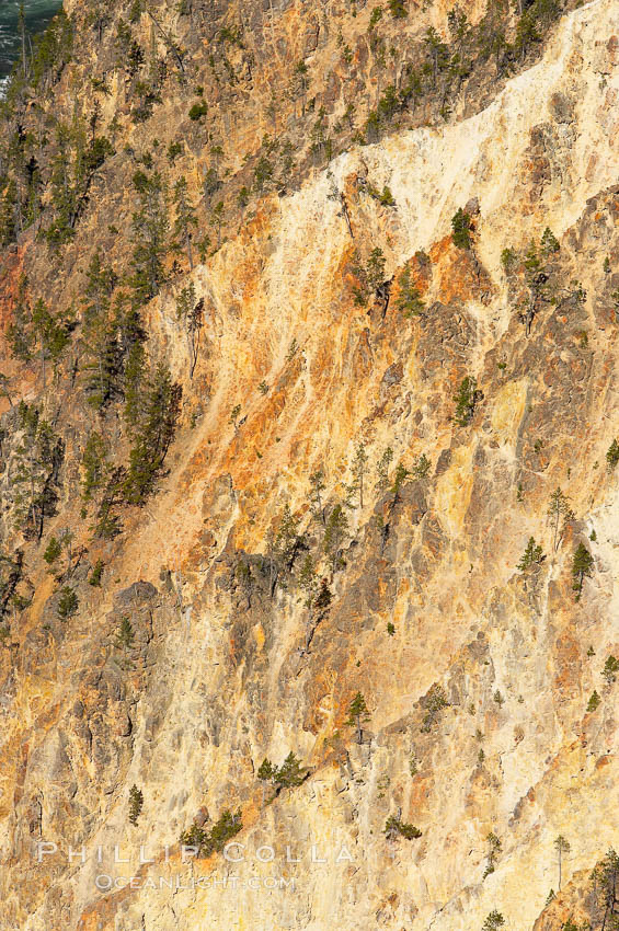 The sheer walls of the Grand Canyon of the Yellowstone take on a variety of yellow, red and orange hues due to iron oxidation in the soil and, to a lesser degree, sulfur content. Yellowstone National Park, Wyoming, USA, natural history stock photograph, photo id 13345