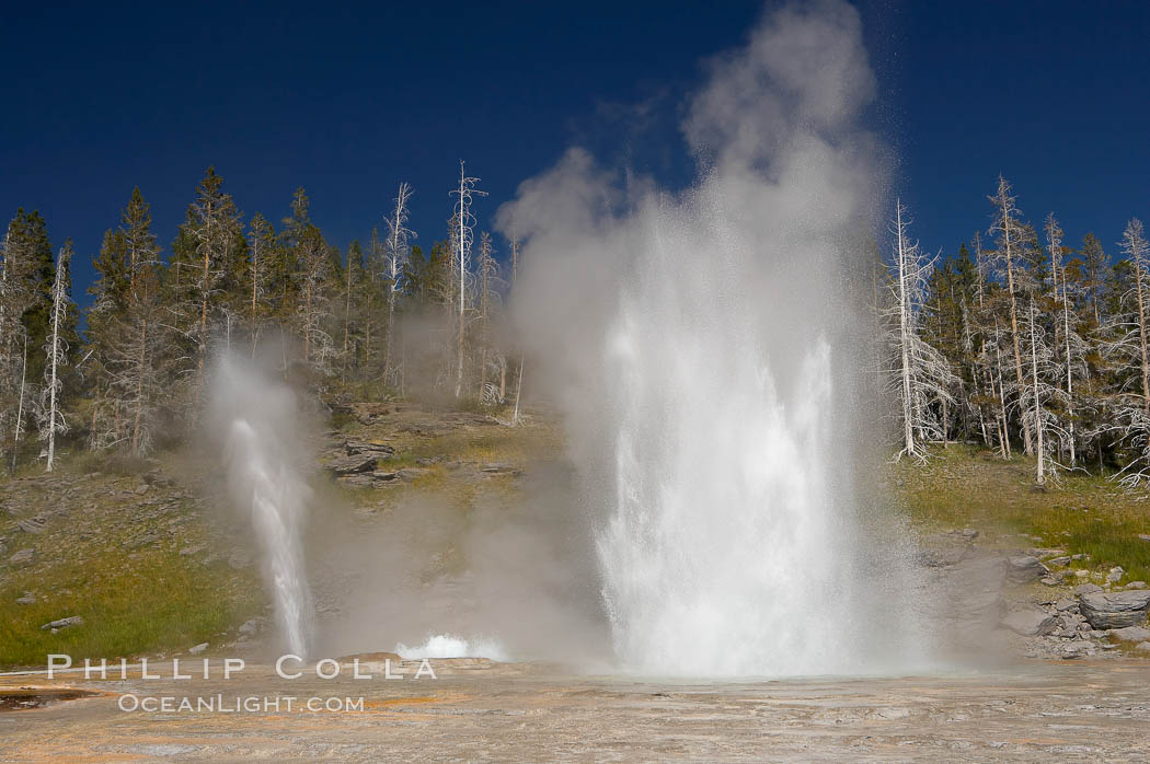 Grand Geyser (right), Turban Geyser (center) and Vent Geyser (left) erupt in concert.  Grand Geyser is a fountain-type geyser reaching 200 feet in height and lasting up to 12 minutes.  Grand Geyser is considered the tallest predictable geyser in the world, erupting about every 12 hours.  It is often accompanied by burst or eruptions from Vent Geyser and Turban Geyser just to its left.  Upper Geyser Basin. Yellowstone National Park, Wyoming, USA, natural history stock photograph, photo id 13450