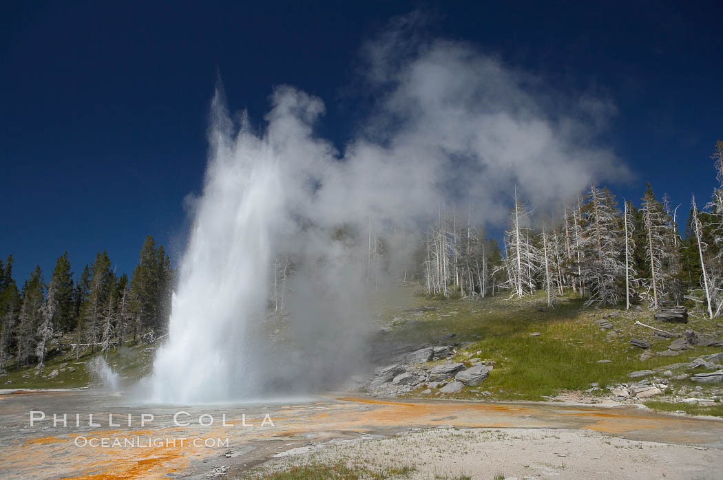 Grand Geyser erupts (right) with a simultaneous eruption from Vent Geyser (left).  Grand Geyser is a fountain-type geyser reaching 200 feet in height and lasting up to 12 minutes.  Grand Geyser is considered the tallest predictable geyser in the world, erupting about every 12 hours.  It is often accompanied by burst or eruptions from Vent Geyser and Turban Geyser just to its left.  Upper Geyser Basin. Yellowstone National Park, Wyoming, USA, natural history stock photograph, photo id 13458
