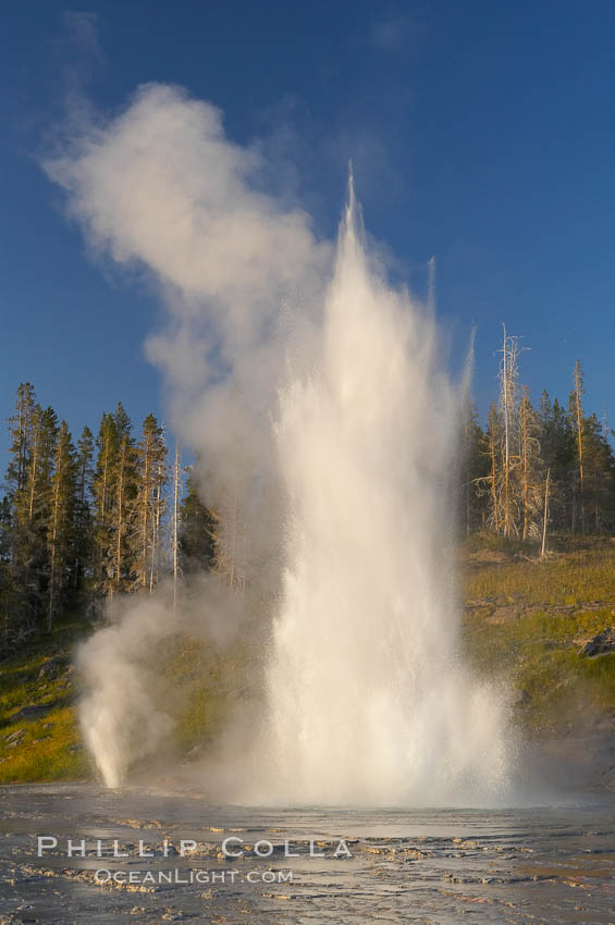 Grand Geyser erupts (right) with a simultaneous eruption from Vent Geyser (left). Grand Geyser is a fountain-type geyser reaching 200 feet in height and lasting up to 12 minutes. Grand Geyser is considered the tallest predictable geyser in the world, erupting about every 12 hours. It is often accompanied by burst or eruptions from Vent Geyser and Turban Geyser just to its left. Upper Geyser Basin, Yellowstone National Park, Wyoming