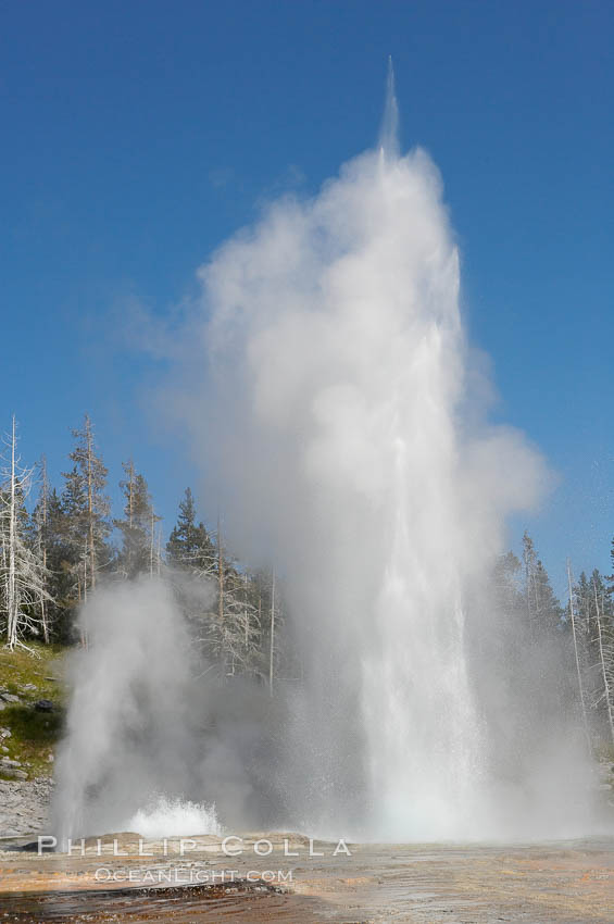 Grand Geyser (right), Turban Geyser (center) and Vent Geyser (left) erupt in concert.  An apron of bacteria covered sinter occupies the foreground when water from the eruptions flows away.  Grand Geyser is a fountain-type geyser reaching 200 feet in height and lasting up to 12 minutes.  Grand Geyser is considered the tallest predictable geyser in the world, erupting about every 12 hours.  It is often accompanied by burst or eruptions from Vent Geyser and Turban Geyser just to its left.  Upper Geyser Basin. Yellowstone National Park, Wyoming, USA, natural history stock photograph, photo id 13455