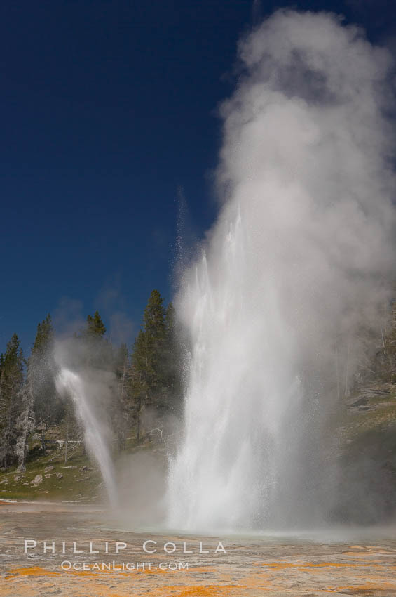 Grand Geyser erupts (right) with a simultaneous eruption from Vent Geyser (left). Grand Geyser is a fountain-type geyser reaching 200 feet in height and lasting up to 12 minutes. Grand Geyser is considered the tallest predictable geyser in the world, erupting about every 12 hours. It is often accompanied by burst or eruptions from Vent Geyser and Turban Geyser just to its left. Upper Geyser Basin, Yellowstone National Park, Wyoming