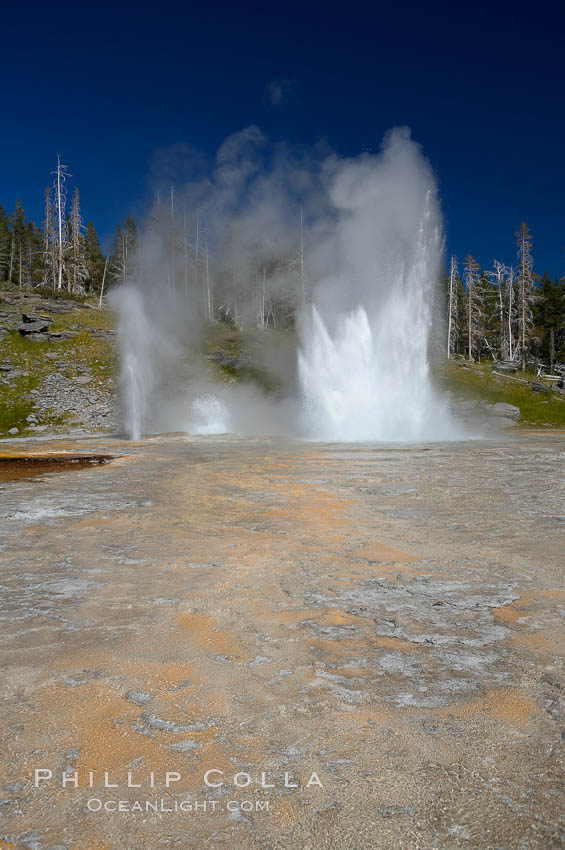 Grand Geyser (right), Turban Geyser (center) and Vent Geyser (left) erupt in concert.  An apron of bacteria covered sinter occupies the foreground when water from the eruptions flows away.  Grand Geyser is a fountain-type geyser reaching 200 feet in height and lasting up to 12 minutes.  Grand Geyser is considered the tallest predictable geyser in the world, erupting about every 12 hours.  It is often accompanied by burst or eruptions from Vent Geyser and Turban Geyser just to its left.  Upper Geyser Basin. Yellowstone National Park, Wyoming, USA, natural history stock photograph, photo id 13449