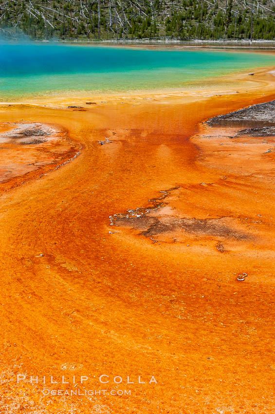Grand Prismatic Spring displays brilliant colors along its edges, created by species of thermophilac (heat-loving) bacteria that thrive in narrow temperature ranges. The outer orange and red regions are the coolest water in the spring, where the overflow runs off. Midway Geyser Basin, Yellowstone National Park, Wyoming, USA, natural history stock photograph, photo id 07264