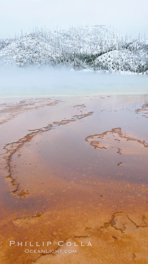Brightly colored algal mats in the runoff of Grand Prismatic Spring, steam, snow. Midway Geyser Basin, Yellowstone National Park, Wyoming, USA, natural history stock photograph, photo id 19791