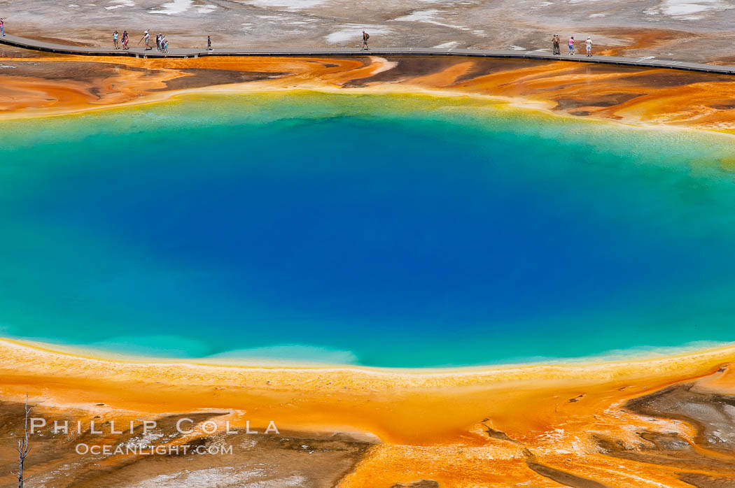 Grand Prismatic Spring displays a stunning rainbow of colors created by species of thermophilac (heat-loving) bacteria that thrive in narrow temperature ranges.  The blue water in the center is too hot to support any bacterial life, while the outer orange rings are the coolest water.  Grand Prismatic Spring is the largest spring in the United States and the third-largest in the world.  Midway Geyser Basin. Yellowstone National Park, Wyoming, USA, natural history stock photograph, photo id 13572