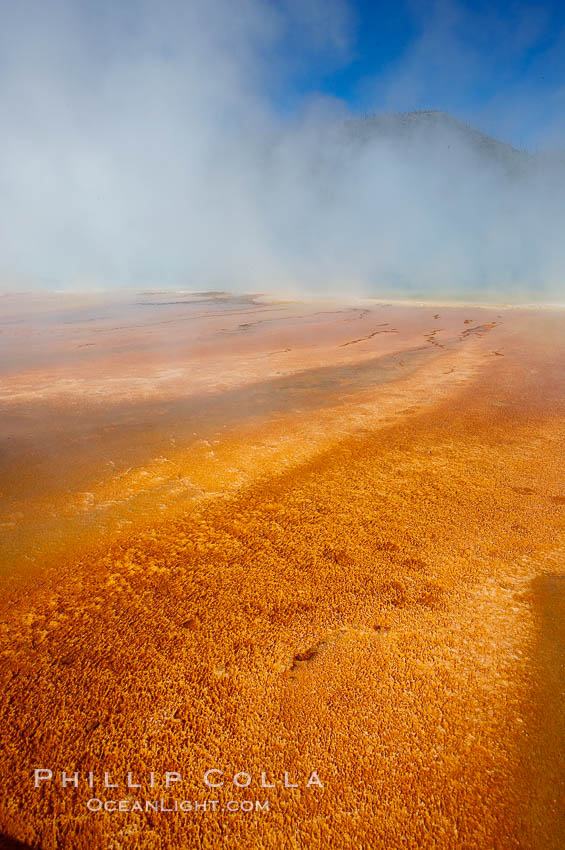 Grand Prismatic Spring displays brilliant colors along its edges, created by species of thermophilac (heat-loving) bacteria that thrive in narrow temperature ranges.  The outer orange and red regions are the coolest water in the spring, where the overflow runs off.  Midway Geyser Basin. Yellowstone National Park, Wyoming, USA, natural history stock photograph, photo id 13588