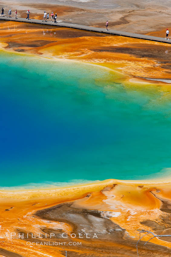 Grand Prismatic Spring displays a stunning rainbow of colors created by species of thermophilac (heat-loving) bacteria that thrive in narrow temperature ranges.  The blue water in the center is too hot to support any bacterial life, while the outer orange rings are the coolest water.  Grand Prismatic Spring is the largest spring in the United States and the third-largest in the world.  Midway Geyser Basin. Yellowstone National Park, Wyoming, USA, natural history stock photograph, photo id 13583