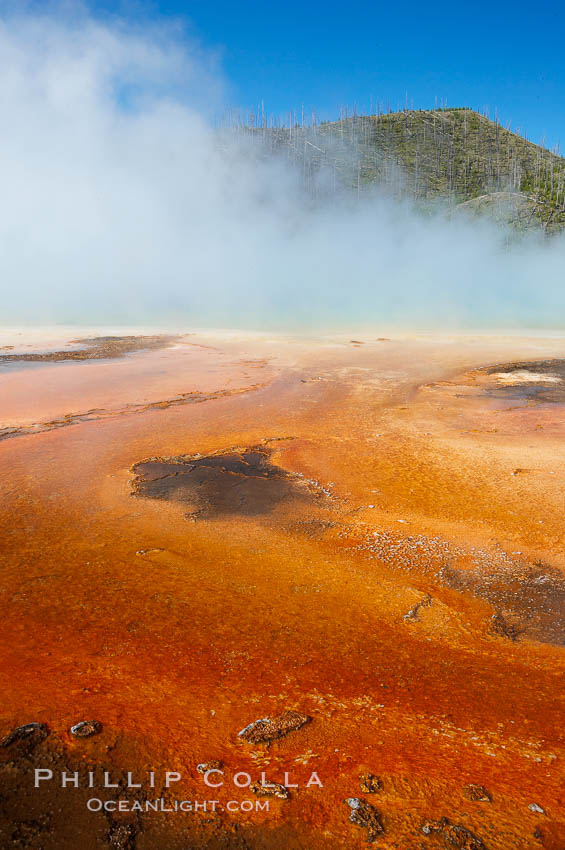 Grand Prismatic Spring displays brilliant colors along its edges, created by species of thermophilac (heat-loving) bacteria that thrive in narrow temperature ranges.  The outer orange and red regions are the coolest water in the spring, where the overflow runs off.  Midway Geyser Basin. Yellowstone National Park, Wyoming, USA, natural history stock photograph, photo id 13591