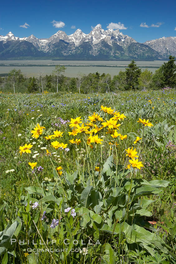 Wildflowers on Shadow Mountain with the Teton Range visible in the distance, Grand Teton National Park, Wyoming