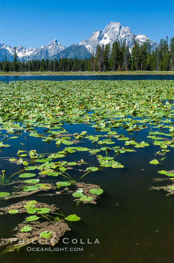 Lilypads cover Heron Pond, Mount Moran in the background. Grand Teton National Park, Wyoming, USA, natural history stock photograph, photo id 07426