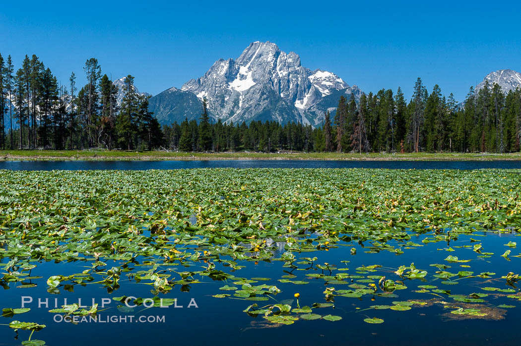 Lilypads cover Heron Pond, Mount Moran in the background. Grand Teton National Park, Wyoming, USA, natural history stock photograph, photo id 07427