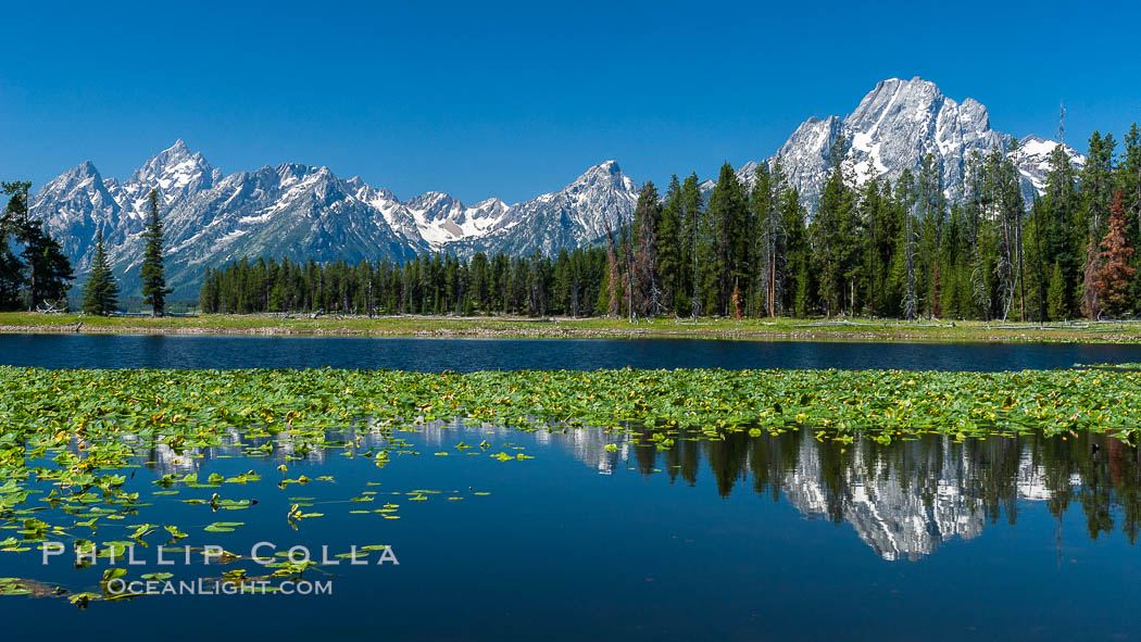 Lilypads cover Heron Pond, Mount Moran in the background. Grand Teton National Park, Wyoming, USA, natural history stock photograph, photo id 07425