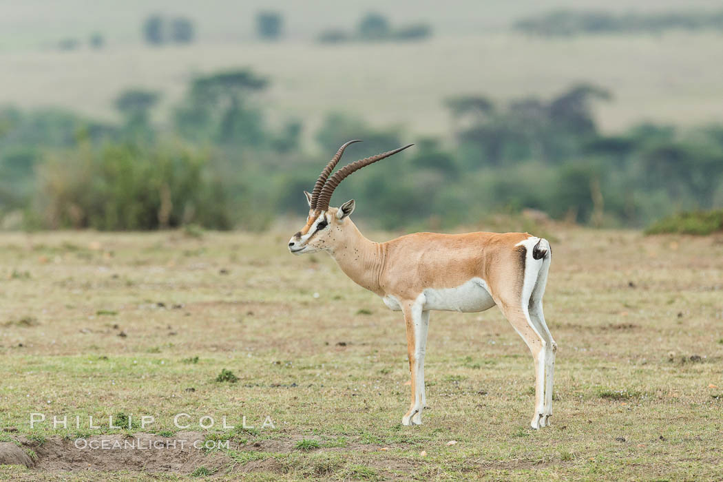 Grant's Gazelle, Maasai Mara, Kenya. Olare Orok Conservancy, Nanger granti, natural history stock photograph, photo id 30052