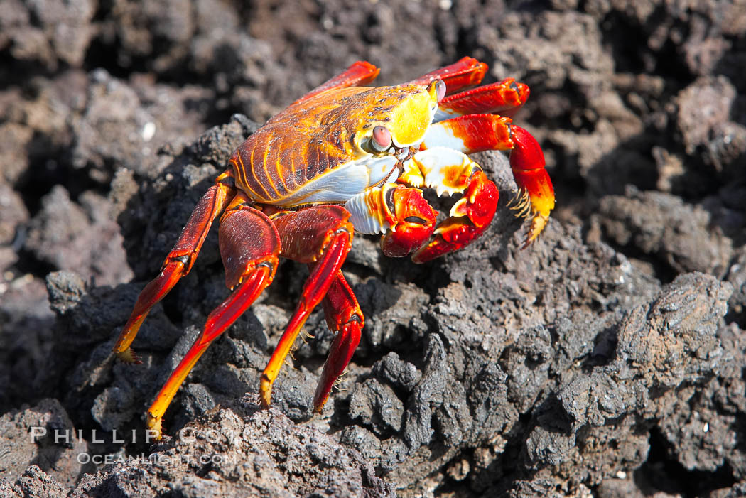 Sally lightfoot crab on volcanic rocks, Punta Albemarle. Isabella Island, Galapagos Islands, Ecuador, Grapsus grapsus, natural history stock photograph, photo id 16606