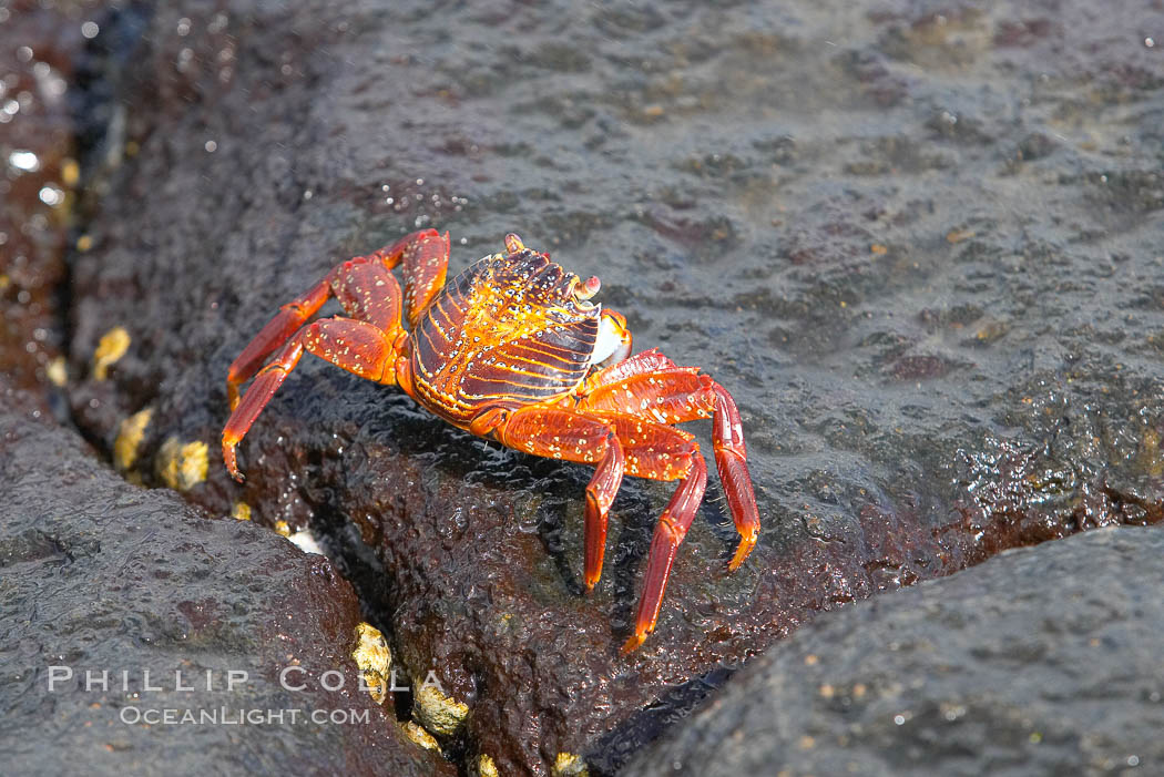 Sally lightfoot crab on volcanic rocks, Punta Albemarle. Isabella Island, Galapagos Islands, Ecuador, Grapsus grapsus, natural history stock photograph, photo id 16603