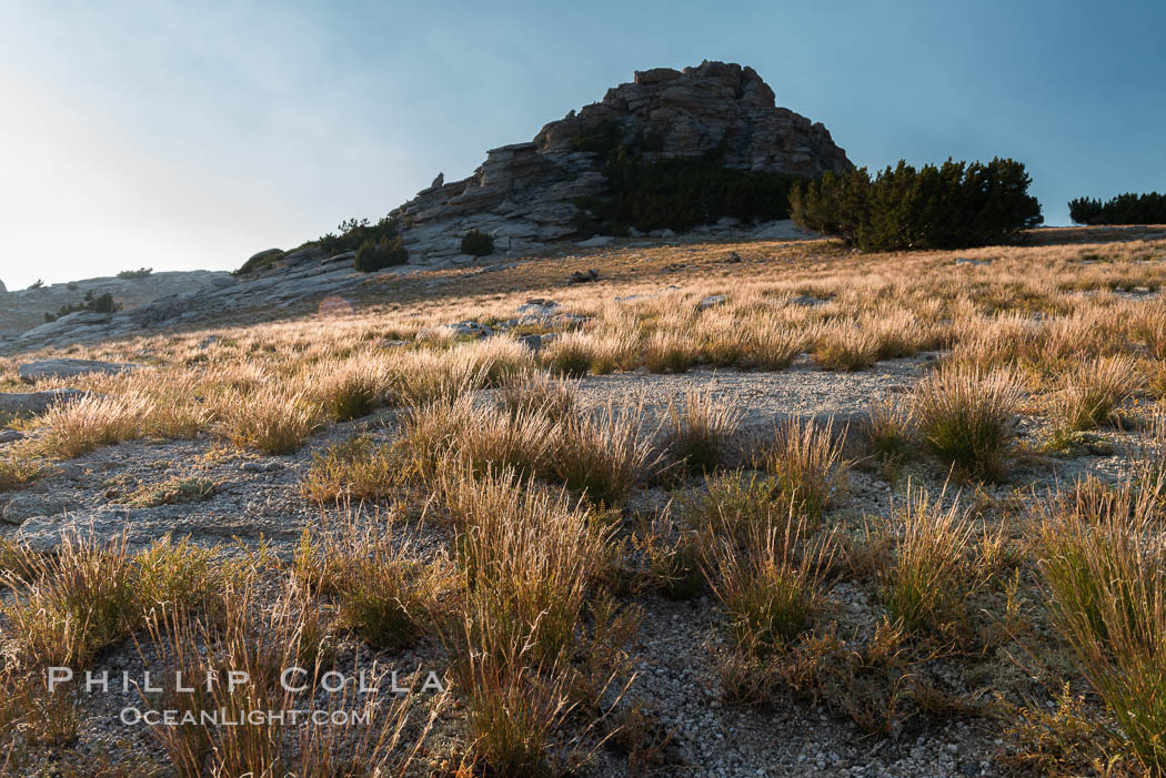 Grasses and false summit of Mount Hoffmann. Yosemite National Park, California, USA, natural history stock photograph, photo id 31198