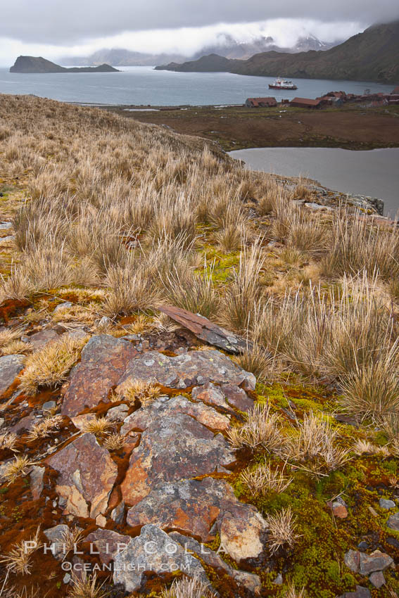 Grassy windy highlands and rocks, overlooking Stromness Bay. Stromness Harbour, South Georgia Island, natural history stock photograph, photo id 24611