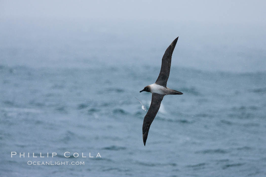 Gray-headed albatross, in flight. Scotia Sea, Southern Ocean, Thalassarche chrysostoma, natural history stock photograph, photo id 24728