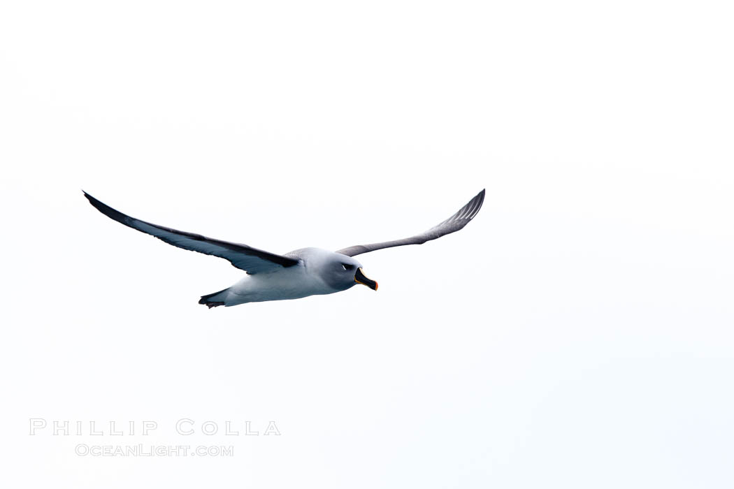 Gray-headed albatross, in flight. South Georgia Island, Thalassarche chrysostoma, natural history stock photograph, photo id 24361